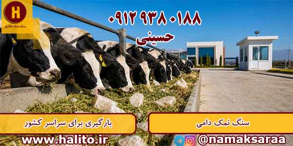 سنگ نمک دام