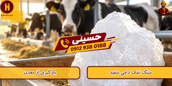 سنگ نمک گاو